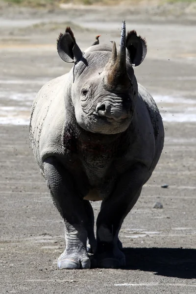 Rhino Kenya'da şarj etmek hazır — Stok fotoğraf