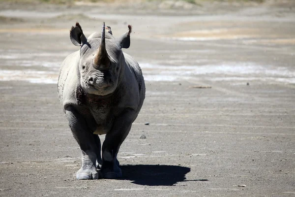 Rhino redo att ladda i kenya — Stockfoto