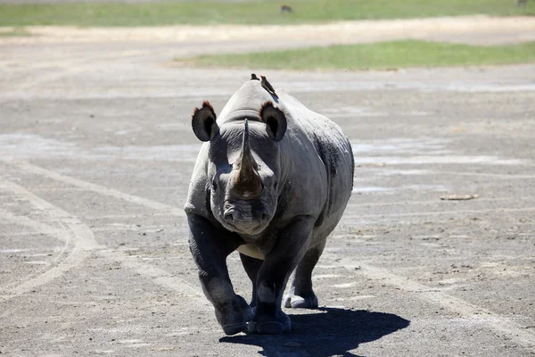 Rhino のケニアで充電する準備ができて — ストック写真