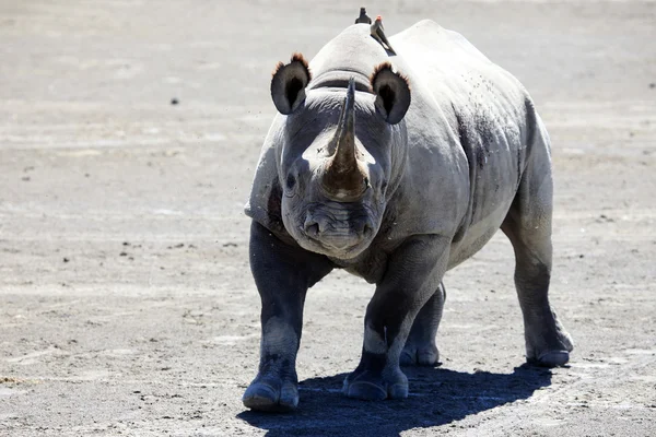 Rhino prêt à charger au Kenya — Photo