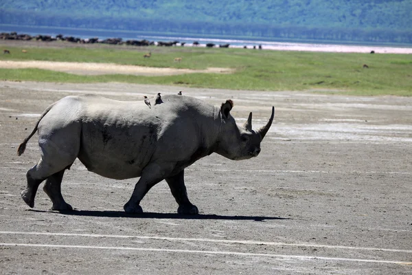 Rhino au Kenya — Photo