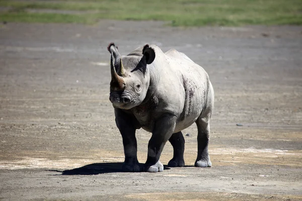 Rhino Ready To Charge in Kenya — Stock Photo, Image