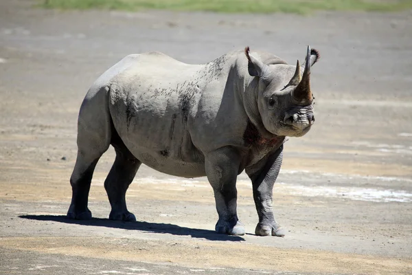 Rhino Ready To Charge in Kenya — Stock Photo, Image