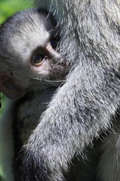 Vervet Monkey - Quênia — Fotografia de Stock