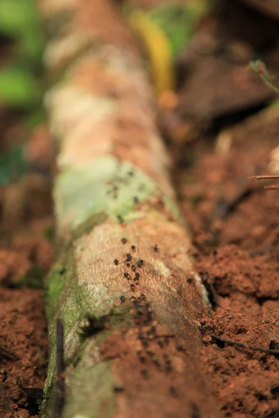 Ameisen im Dschungel, Malaysia — Stockfoto