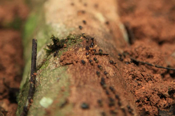 Ameisen im Dschungel, Malaysia — Stockfoto