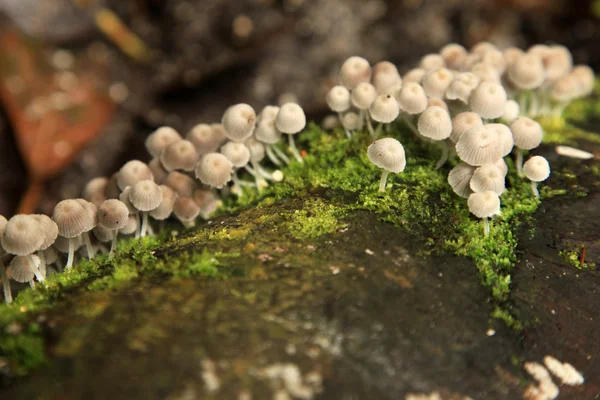 Dziki grzyb grzybów w Malezji — Zdjęcie stockowe