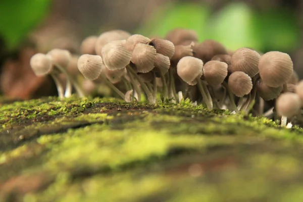 在马来西亚野生蘑菇菌 — 图库照片