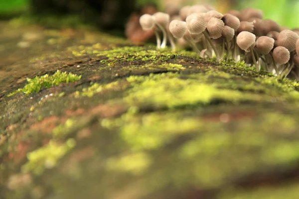 在马来西亚野生蘑菇菌 — 图库照片