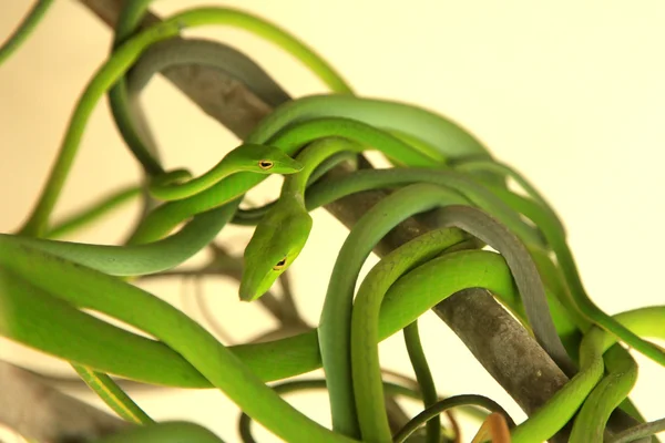 Cobra árvore verde — Fotografia de Stock