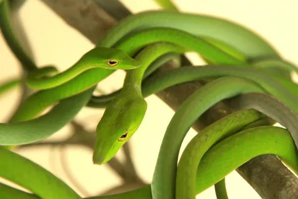 Zöld fa kígyó — Stock Fotó