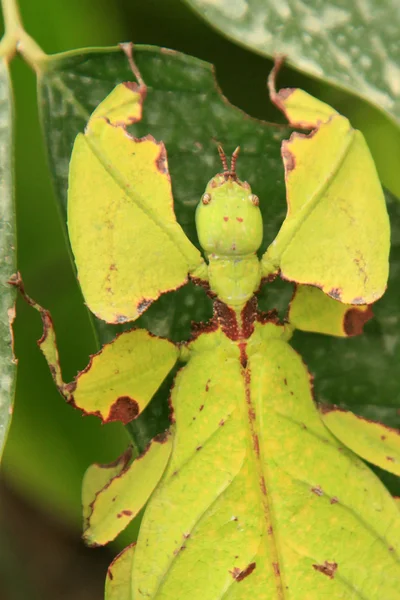 잎 곤충 — 스톡 사진