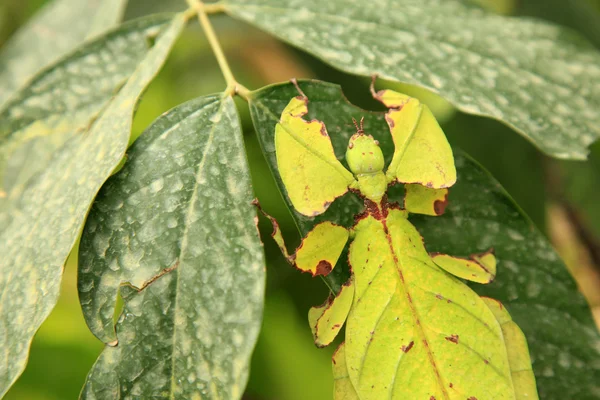 잎 곤충 — 스톡 사진
