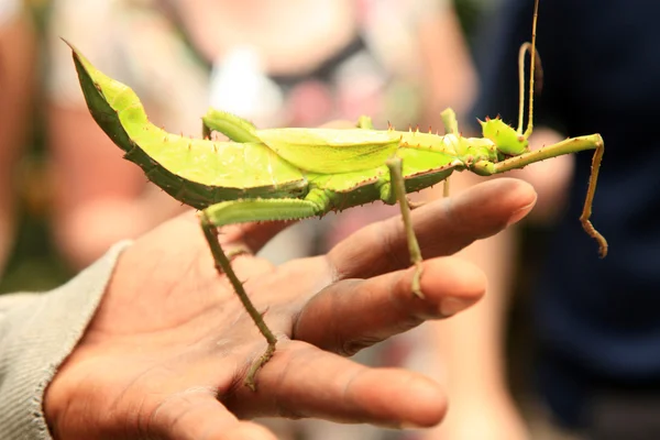 stock image Giant Stick Insect, Malaysia