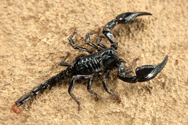 Scorpion noir — Photo
