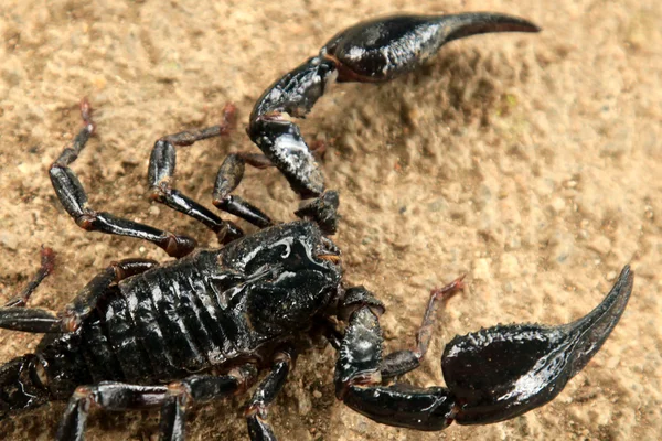 Black Scorpion — Stock Photo, Image