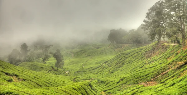 Çay plantasyon, Malezya — Stok fotoğraf