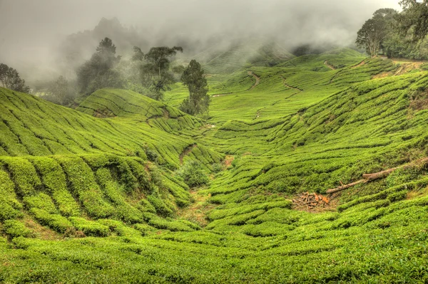 Herbata plantation, Malezja — Zdjęcie stockowe