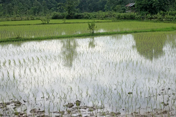 Рисові поля - Лаос — стокове фото