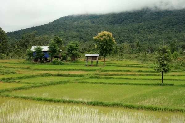 Câmpurile de orez - Laos — Fotografie, imagine de stoc
