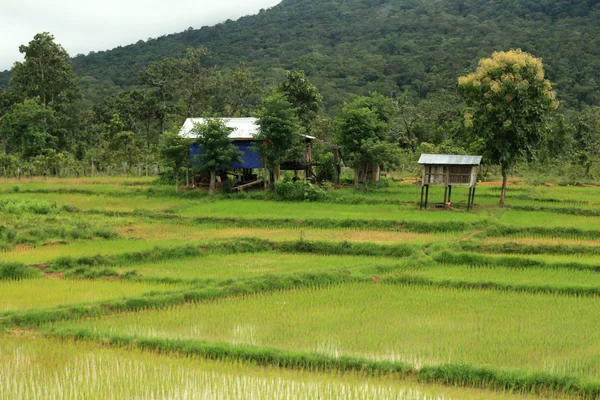 Rizsföldek - Laosz — Stock Fotó