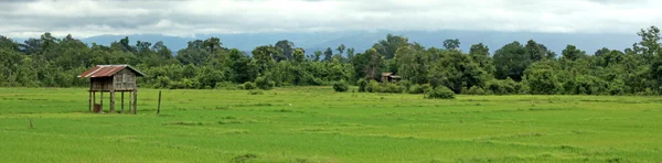 Pola ryżowe - laos — Zdjęcie stockowe
