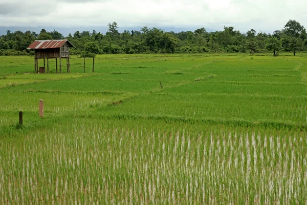 Rice Fields - Laos — Stock Photo, Image