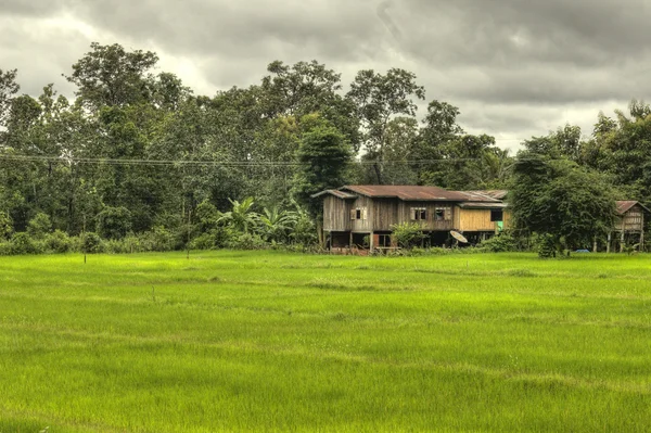 稻田-老挝 — 图库照片