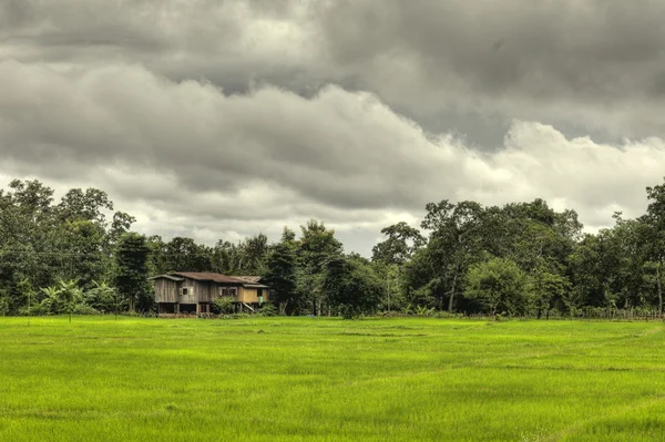 Ladang padi - Laos — Stok Foto