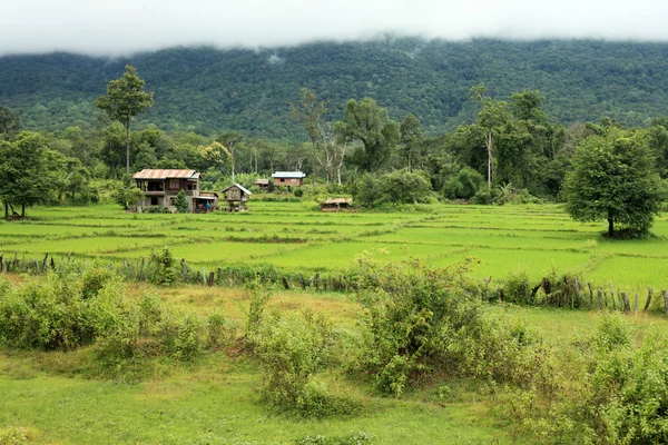 Rijstvelden - laos — Stockfoto