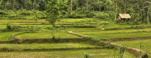 Champs de riz - Laos — Photo