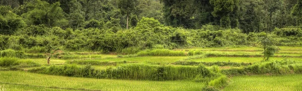 Pola ryżowe - laos — Zdjęcie stockowe