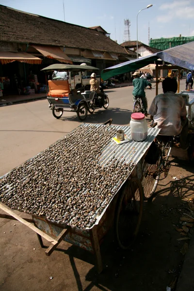 蜗牛-柬埔寨，暹粒 — 图库照片