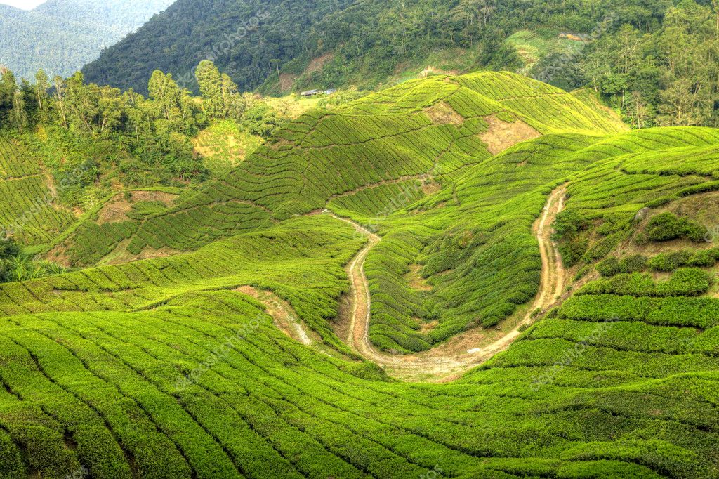 Tea Plantation, Malaysia Stock Photo by ©imagex 11431963