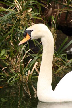 Kuğu - ocean park, hong kong