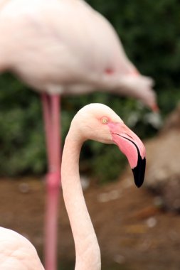 pembe flamingo - ocean park, hong kong