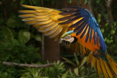 Parrot - Ocean Park, Hong Kong clipart