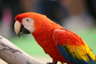 papağan - ocean park, hong kong