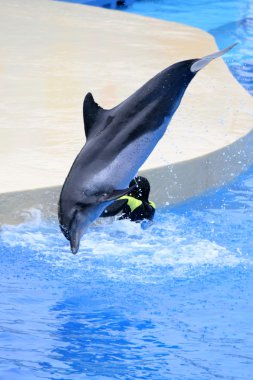 Ocean Park, Hong Kong