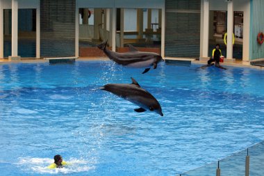 Ocean Park, Hong Kong