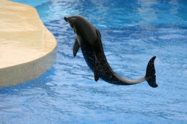 Ocean Park, Hong Kong