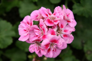 pembe çiçekler - hong kong park, hong kong