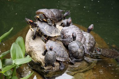 Terapin - Hong Kong Park, Hong Kong