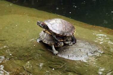 Terapin - Hong Kong Park, Hong Kong