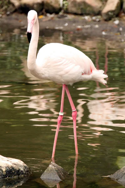 Flamingo rosa - Ocean Park, Hong Kong — Fotografia de Stock