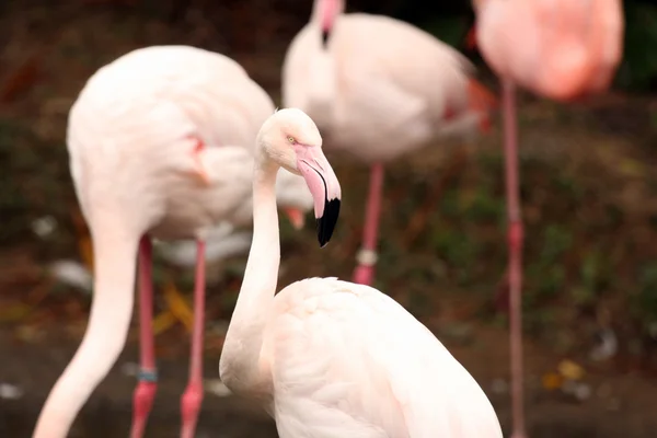 Roze flamingo - ocean park, hong kong — Foto de Stock