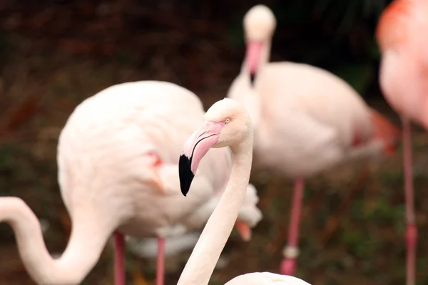 Roze flamingo - ocean park, hong kong — Foto de Stock