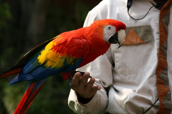 Parrot - Ocean Park, Hong Kong — Fotografie, imagine de stoc