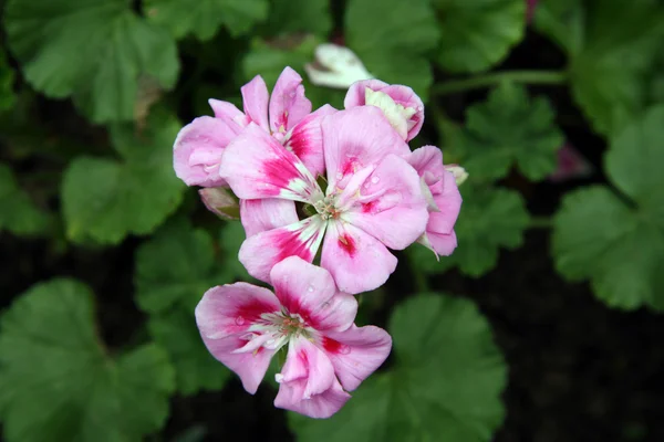 stock image Pink Flowers - Hong Kong Park, Hong Kong