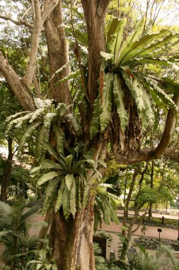 Fort konserve park, Singapur